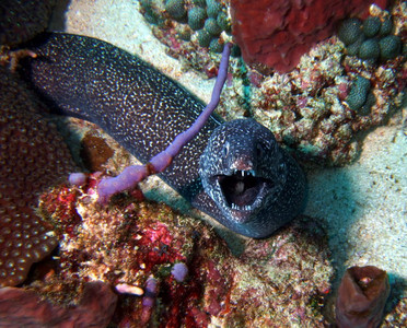 Spotted moray