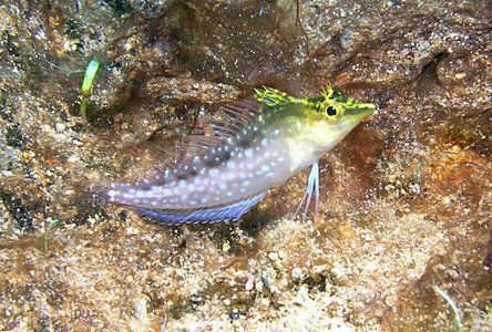 Diamond blenny