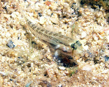 Goldspot goby