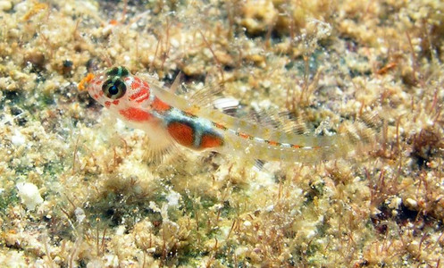 Orangesided goby