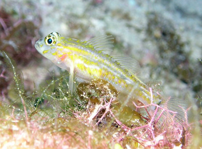 Pallid goby