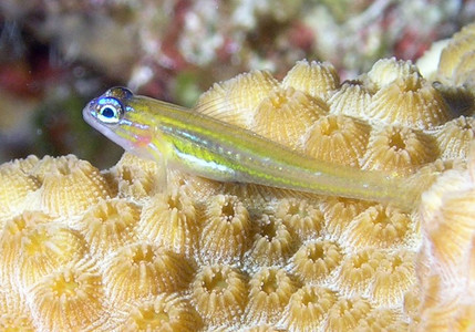 Peppermint goby