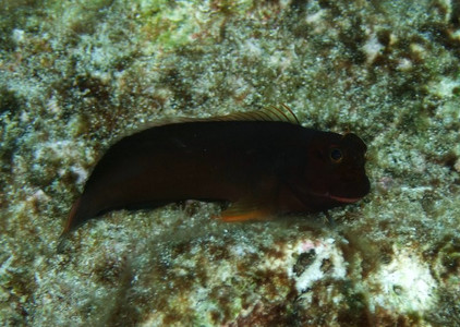 Redlip blenny