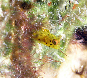 Roughhead blenny