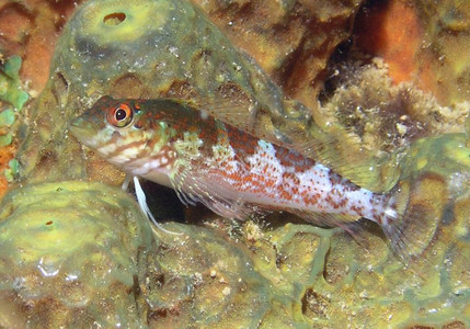 Saddled blenny