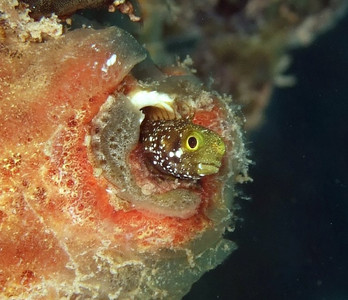 Secretary blenny