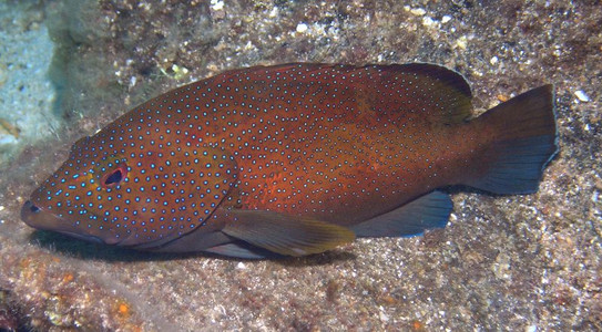 Coney - brown colour variation