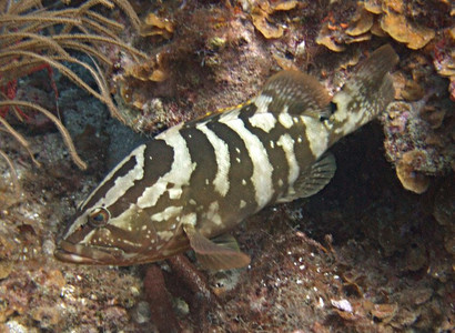 Nassau grouper