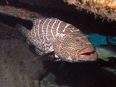 Tiger grouper