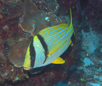 Porkfish