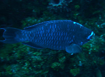 Midnight parrotfish