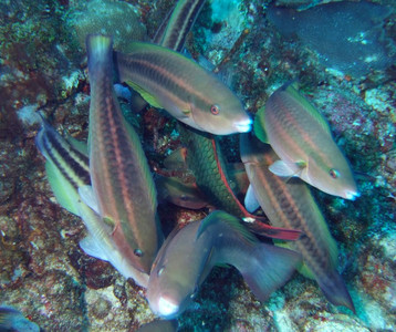 Princess parrotfish initial phase