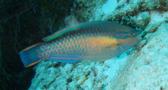 Princess parrotfish terminal phase