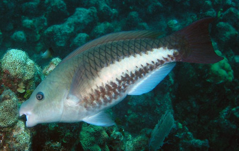 Queen parrotfish initial phase