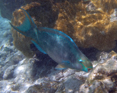 Queen parrotfish terminal phase