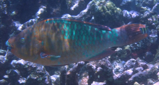 Rainbow parrotfish