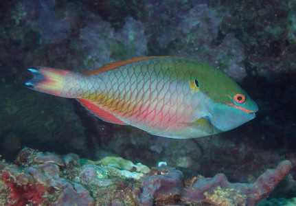 Redband parrotfish terminal phase