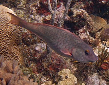 Redtail parrotfish initial phase