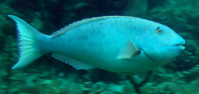 Redtail parrotfish terminal phase