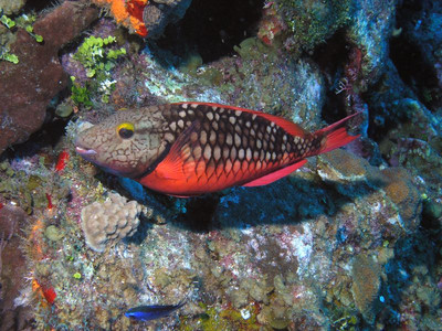 Stoplight parrotfish initial phase