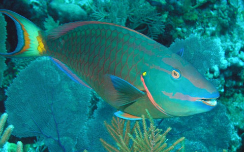 Stoplight parrotfish terminal phase