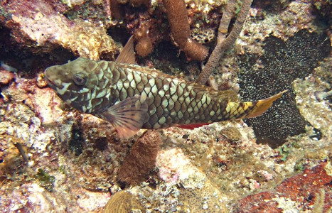 Yellowtail parrotfish initial phase