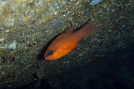 Cardinalfish