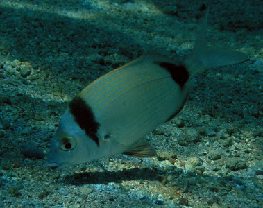 Common two-banded seabream