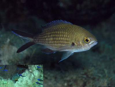 Damselfish