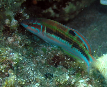 Ornate wrasse - female