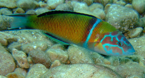 Ornate wrasse - male