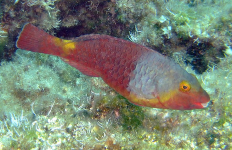 Parrotfish - female