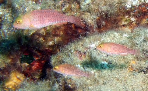 Parrotfish - juveniles