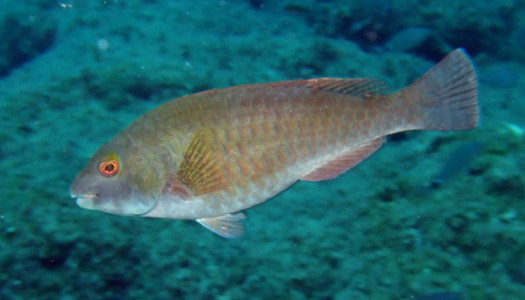 Parrotfish - males