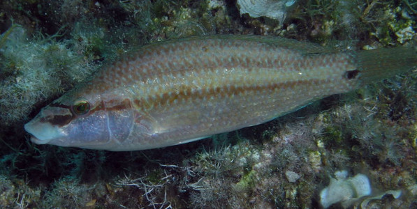 Peacock wrasse