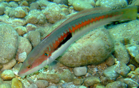 Rainbow wrasse