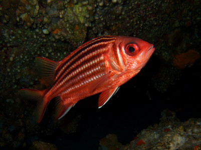 Red soldierfish