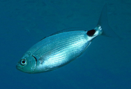 Saddled seabream