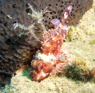 Small red scorpionfish