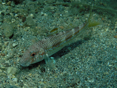 Striped red mullet