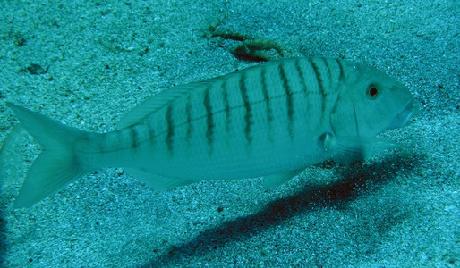 Striped seabream