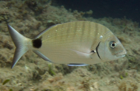 White seabream