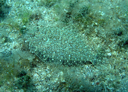 Wide-eyed flounder