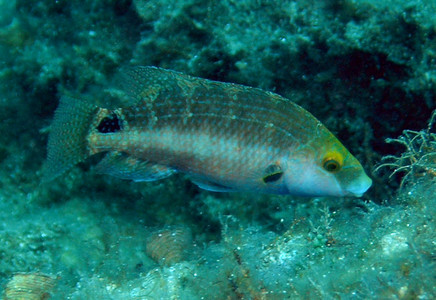 Axillary wrasse