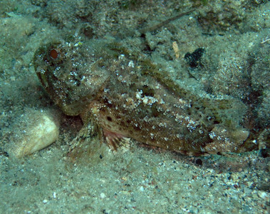 Black scorpionfish