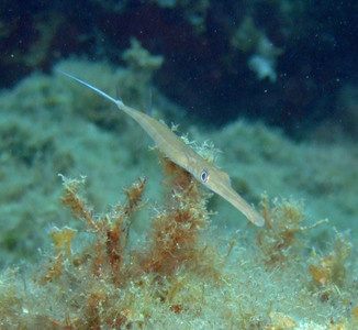 Bluespotted cornetfish