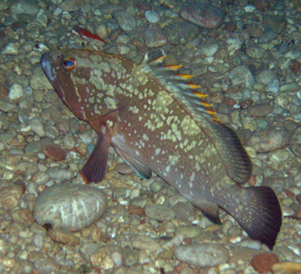 Dusky grouper