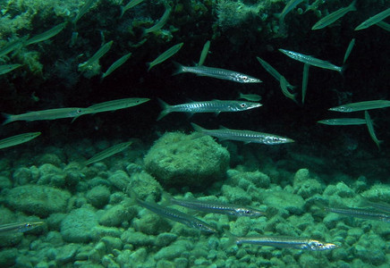 European barracuda