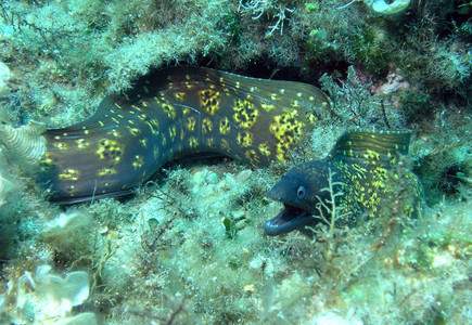 Mediterranean moray eel