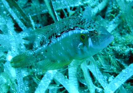 Ocellated wrasse